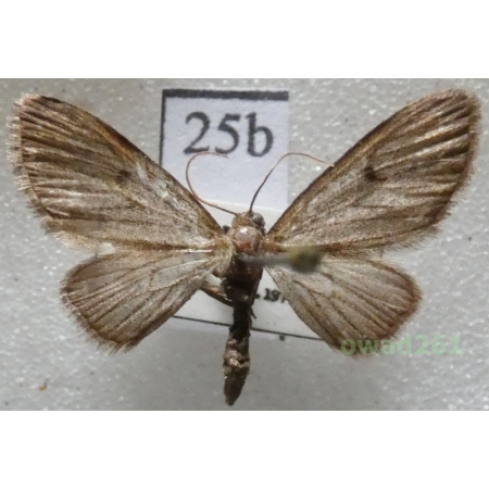 Eupithecia tripunctaria Herrich-Schäffer, 1852 Czech25d